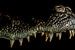 Krokodillen: close up bovenkaak von Rob Smit