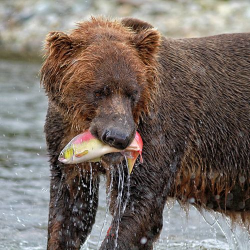 Ours brun sauvage avec saumon 2
