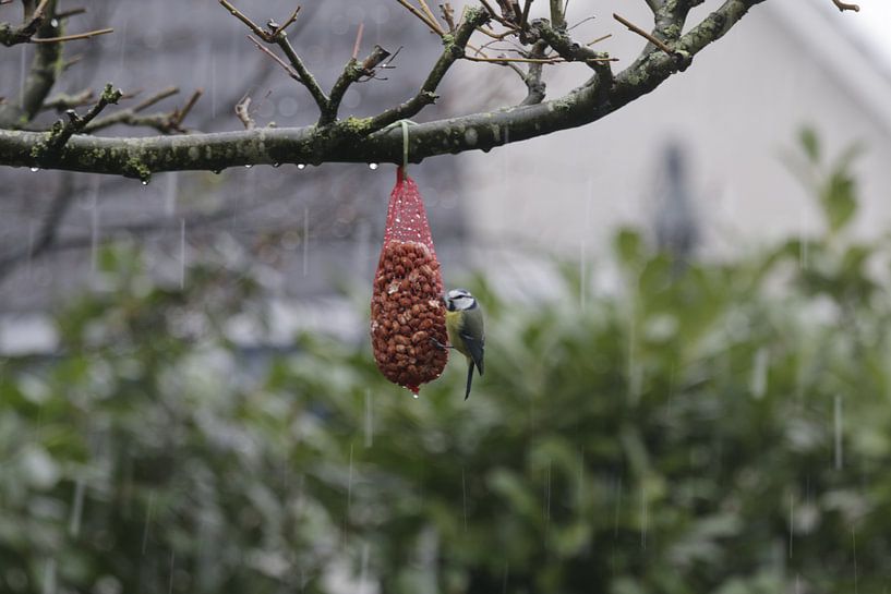 Mésange bleue sous la douche de neige par Gerard van der Vries