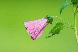 Blume mit Regentropfen 2 von Patrick Nijland