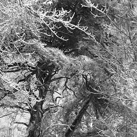 Weiße Äste von Quirina Kamoen