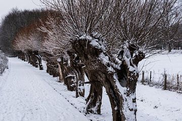 Reihe kahler Pollard-Weiden, die im Winter mit Schnee bedeckt sind von Werner Lerooy