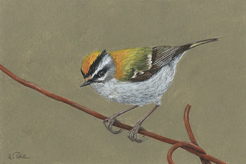 Summer Goldcrest (Regulus ignicapilla) by Helga Pohlen - ThingArt