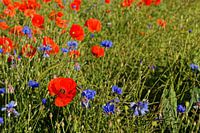 Veld met bloeiende klaprozen en korenbloemen