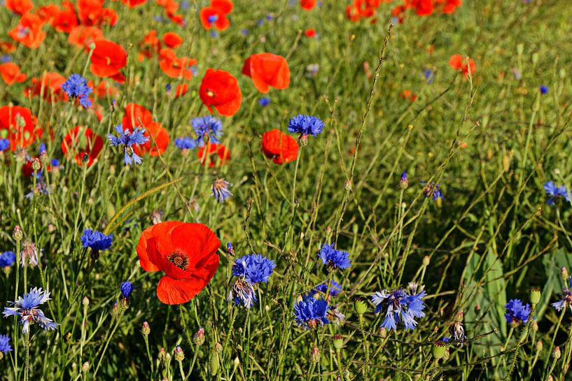 Field with flowering poppies and cornflowers by Alexander Ließ