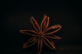 Sternanis von zippora wiese