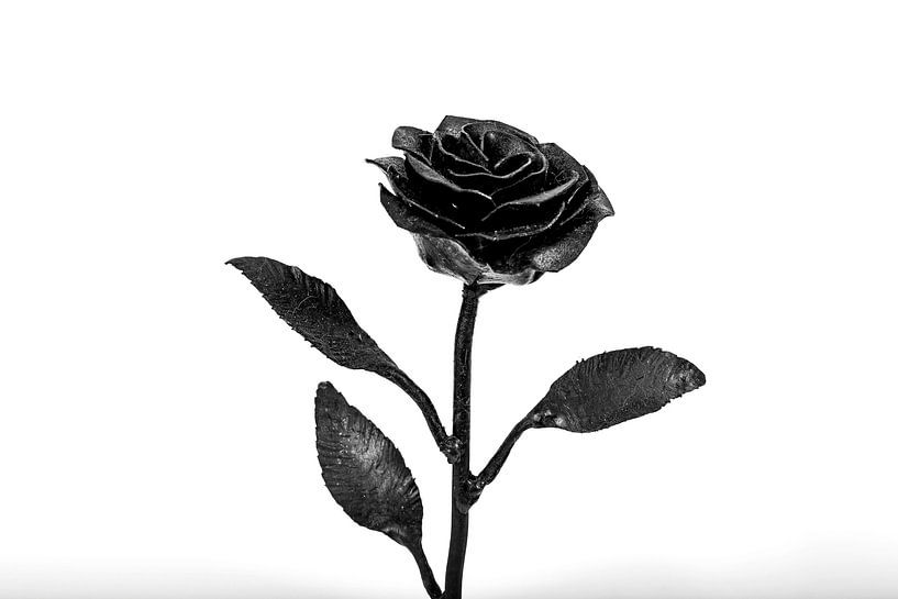 Rose Photographie en studio en noir et blanc par Tessa Selleslaghs