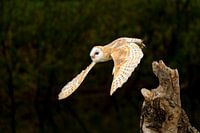 Barn owl flying away