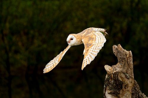 Barn owl flying away