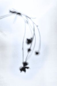 Fading Nature 1
