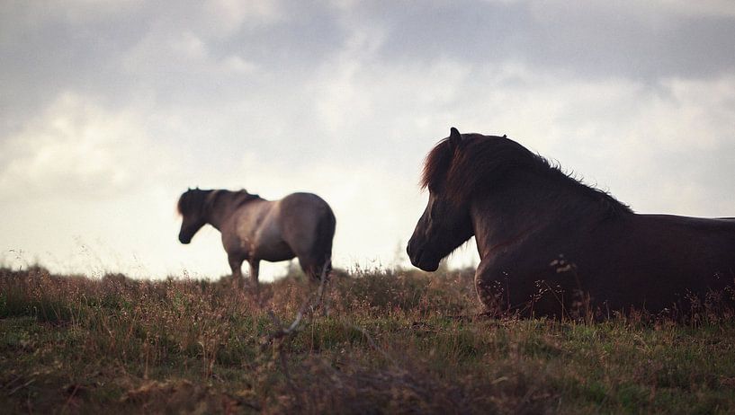 Pferde in der Veluwe I von Luis Boullosa