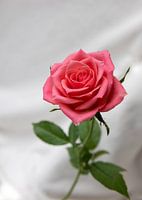 Die Rose