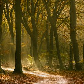 Speulderbos - Dancing Trees by Frank Smit Fotografie