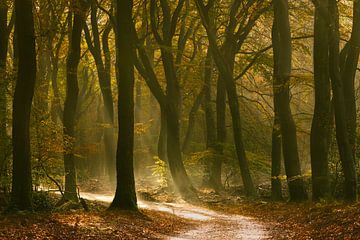 Speulderbos - Tanzende Bäume von Frank Smit Fotografie