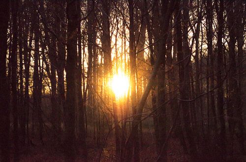 Boule de feu à travers les arbres nus
