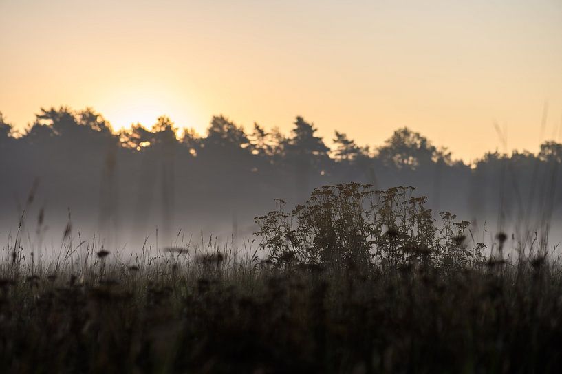 mistig veld van Tania Perneel