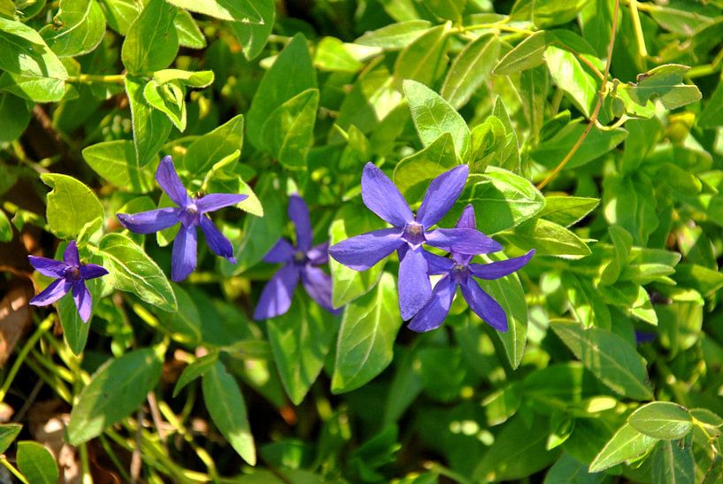 Blaue Schönheit von M de Vos