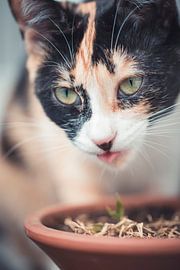 Katzengras by Catherine Mason