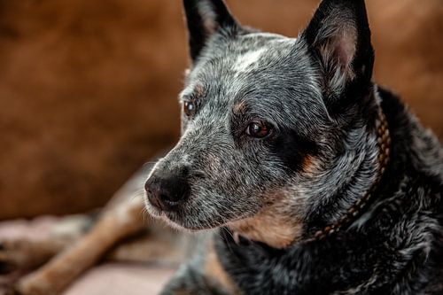 Anticipatie in de ogen: het perspectief van een hond
