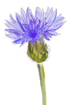 Dessin d'une fleur sauvage violette sur Debbie van Eck