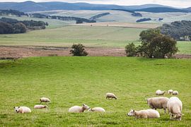 Schapen in het Schotse landschap van Jordi Wallenburg