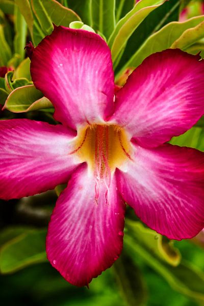 Pink petals delicately veined with white by Frank Photos