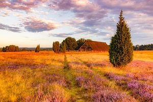 Lüneburg Heath in the morning light by Daniela Beyer