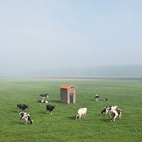 Black pied cows in misty meadow with electricity shed