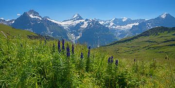 Bergpanorama Berner Oberland von SusaZoom