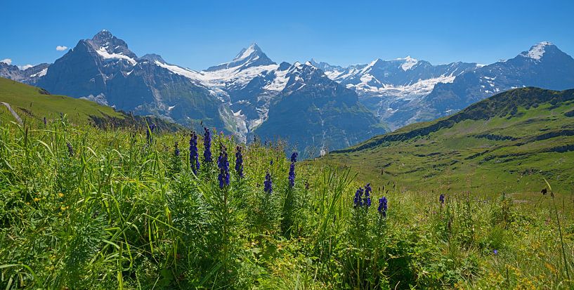 alpine meadow with blue monkshood flowers,  switzerland by SusaZoom