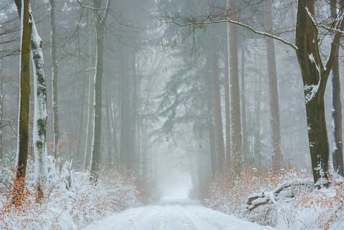 Sneeuw in het bos op een mistige ochtend