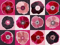 Poppies Pop Art - digitale collage