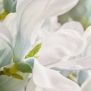 Magnolie