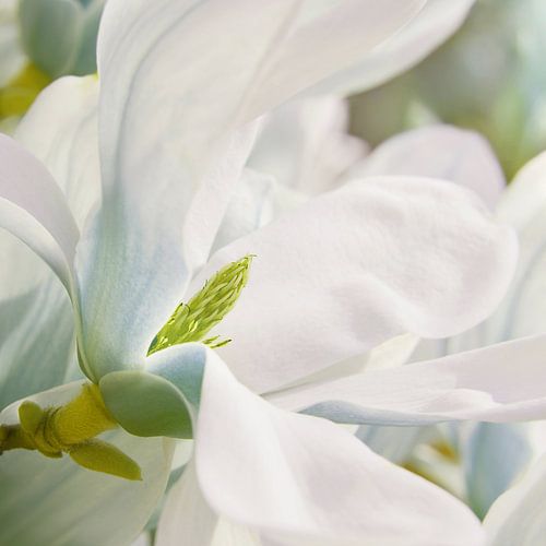 Magnolia