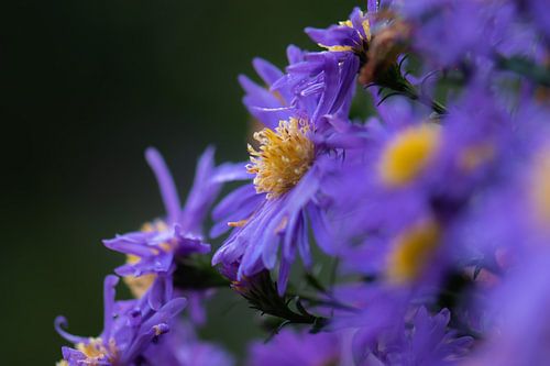 purple autumn flowers