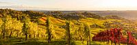 Panorama Weinberge in Stuttgart im Herbst