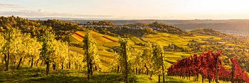 Panorama wijngaarden in Stuttgart in de herfst van Werner Dieterich