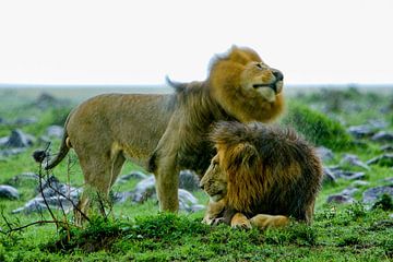 Des lions sous la pluie sur Peter Michel