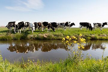 Nieuwsgierige koeien in de polder