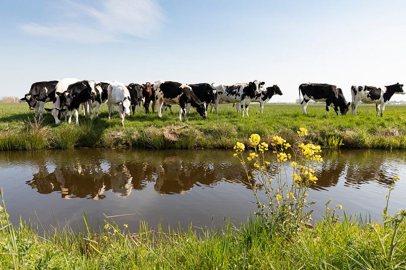 Des vaches curieuses dans le polder par Marijke van Eijkeren
