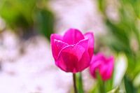 Tulipan