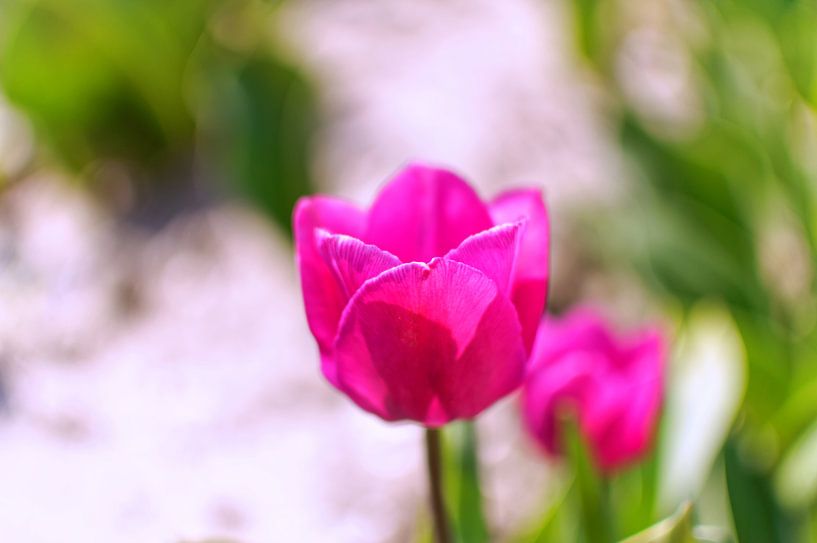 Tulipan by Dawid Baniowski