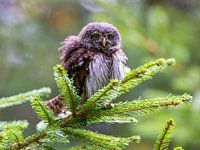 Chevêche d'Athéna dans un sapin