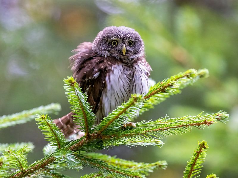 Chevêche d'Athéna dans un sapin par Manuel Weiter