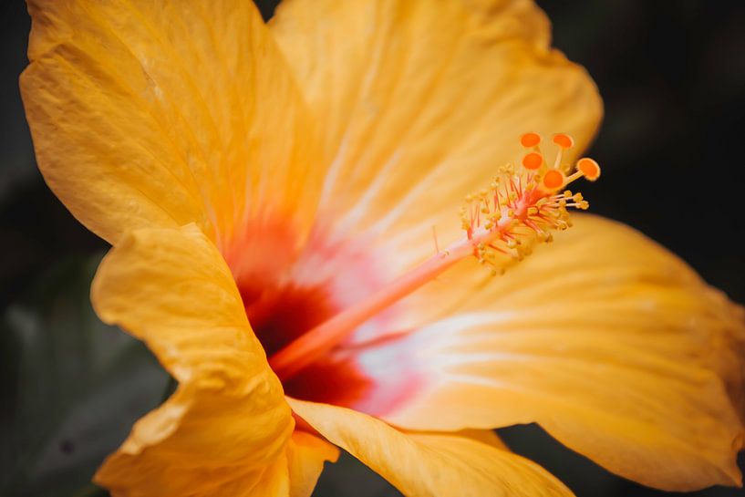 Grote gele bloem van Stedom Fotografie