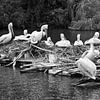 Pelikane auf einem schwimmenden Nest. von Jose Lok