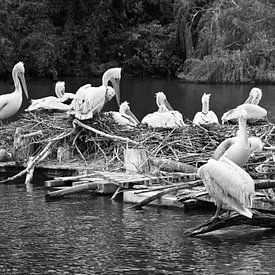 Pelikane auf einem schwimmenden Nest. von Jose Lok