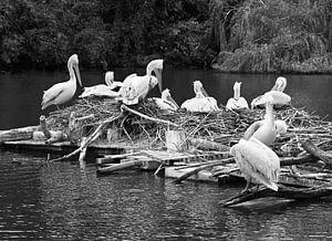 Pelikane auf einem schwimmenden Nest.