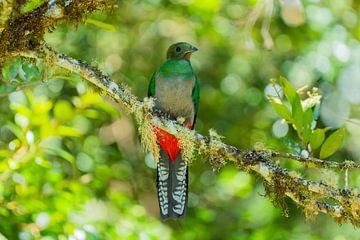 De zeldzame vogel: Quetzal