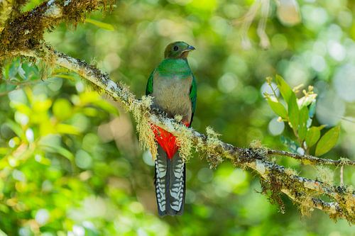 L'oiseau rare : le Quetzal